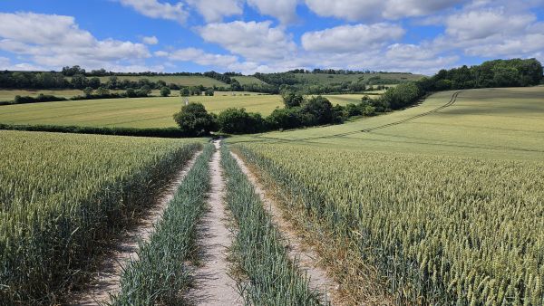 View towards the end of the walk